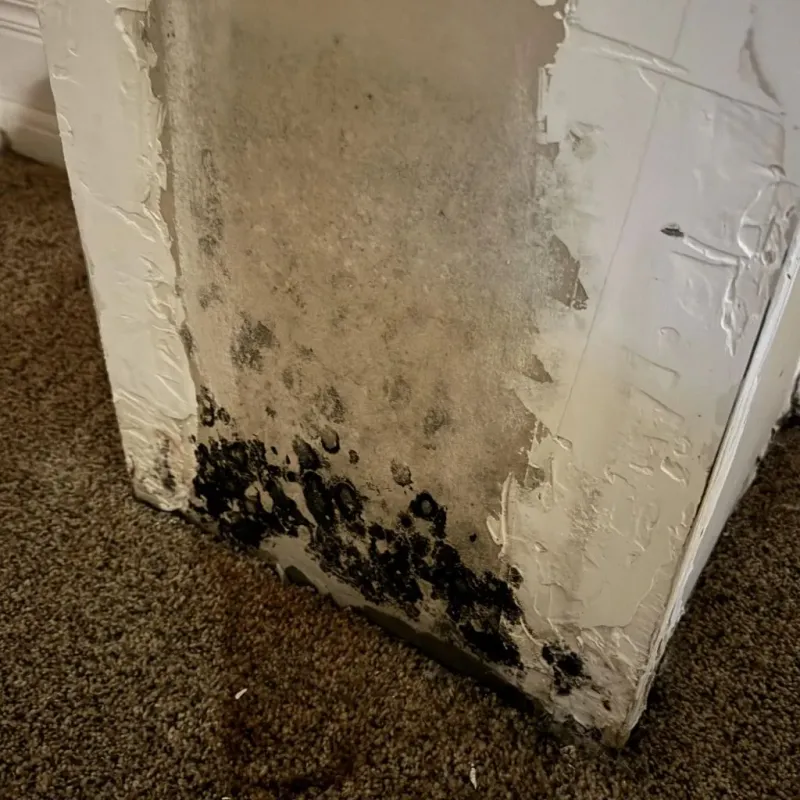 Professional Mold Removal in Northwood, IA